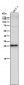 Anti-p27 KIP 1 CDKN1B Rabbit Monoclonal Antibody